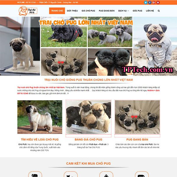 Mẫu website bán chó cảnh đẹp TP43